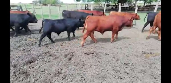 Lote 20 Terneros en Villaguay, Entre Ríos