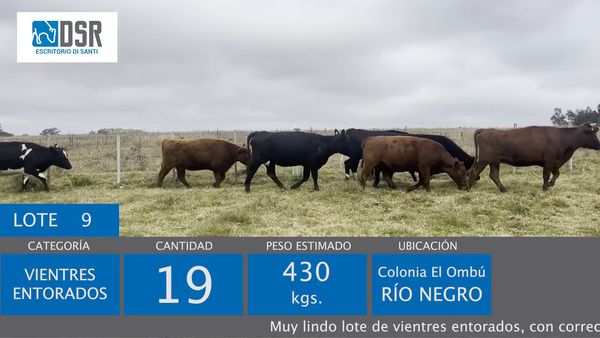 Lote 19 Vientres Entorados 430kg - , Flores