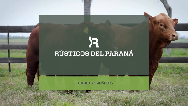 Lote Toros