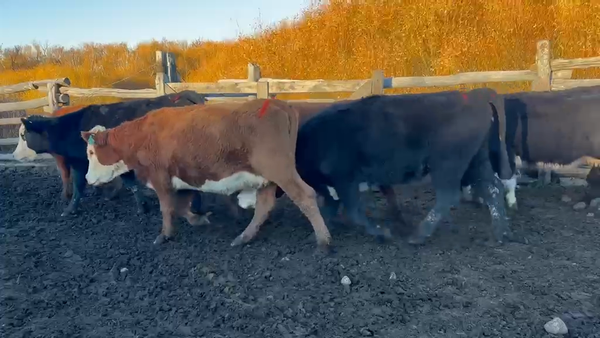Lote 51 Vaquilla Engorda en Coyhaique, XI Región Aysén