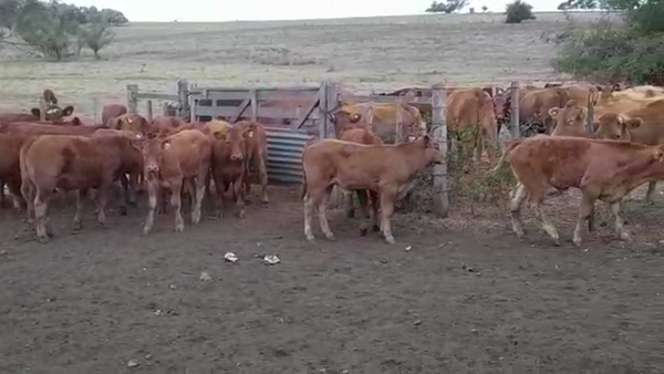 Lote (Vendido)15 Terneros LIMANGUS 180kg -  en CUFRE