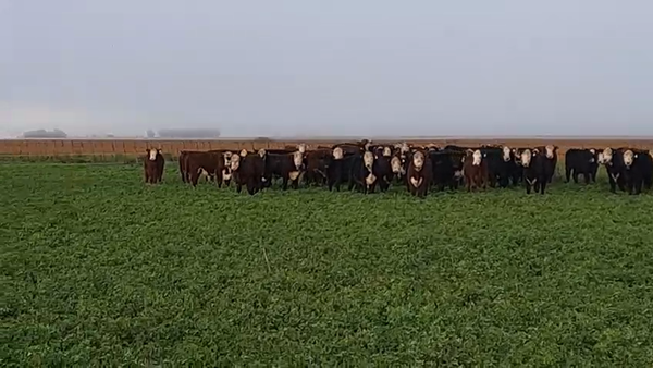 Lote 130 Novillitos en Tres Arroyos