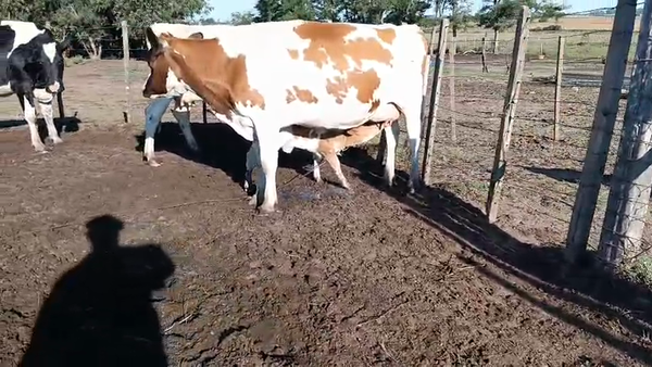 Lote 3 Vaquillonas , San José