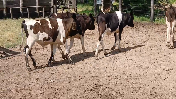 Lote 7 Terneros