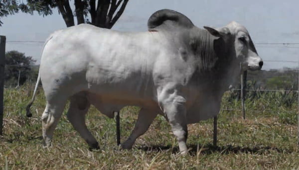 Lote LOTE 74