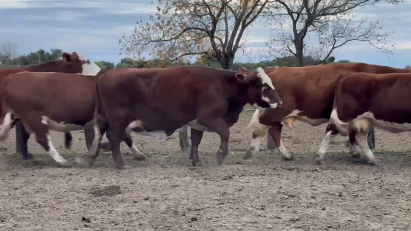 Lote 38 Vaca Consumo