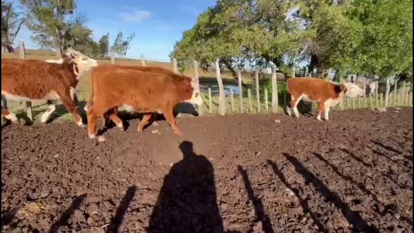 Lote NOVILLOS 1-2 AÑOS