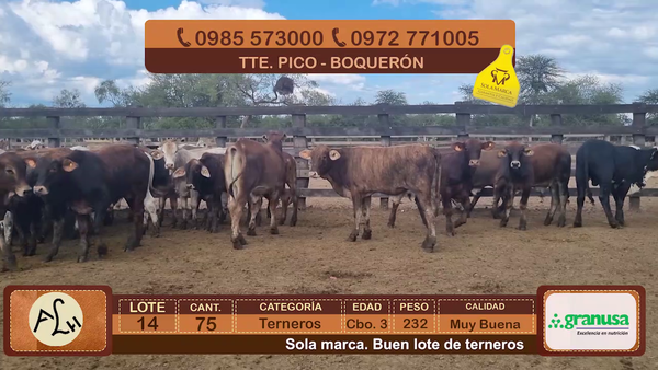 Lote Terneros Cbo 3