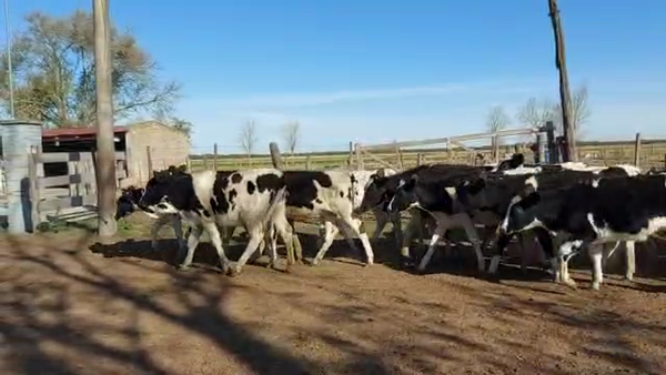 Lote Est. Don Osvaldo - Recria