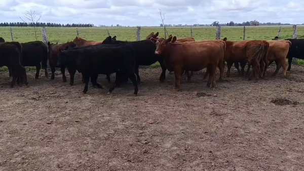 Lote 20 Vaquillonas