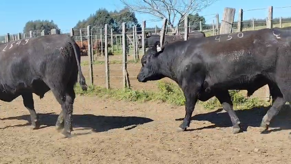 Lote Toros Angus SA