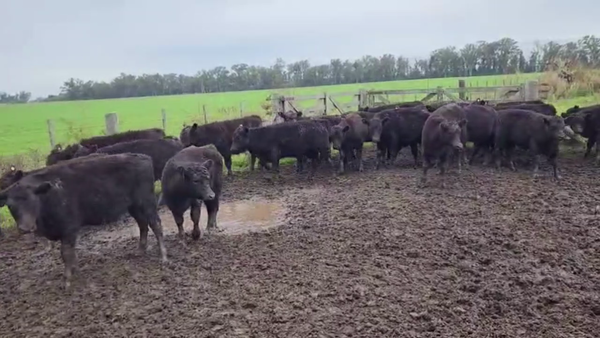 Lote 70 TERNS. MACHOS, AYACUCHO, BS. AS.