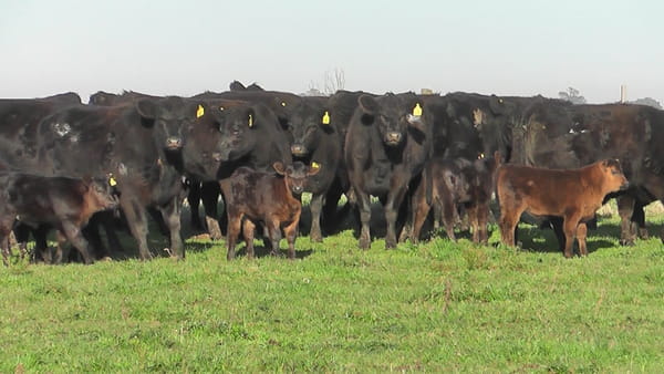 Lote VAQUILLONAS PARIDAS NEGRAS