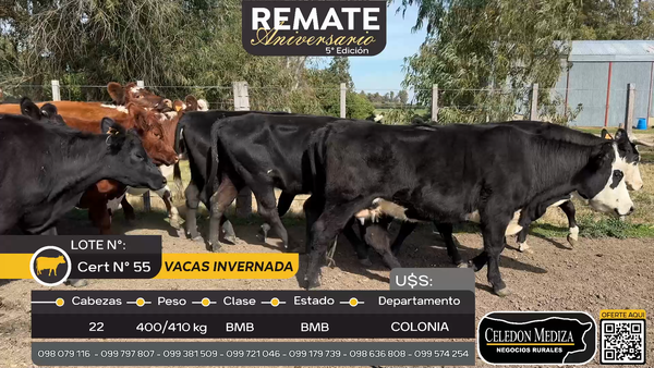 Lote 22 Vacas de Invernada en Miguelete, Colonia