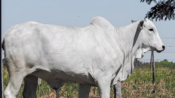 Lote LOTE 30