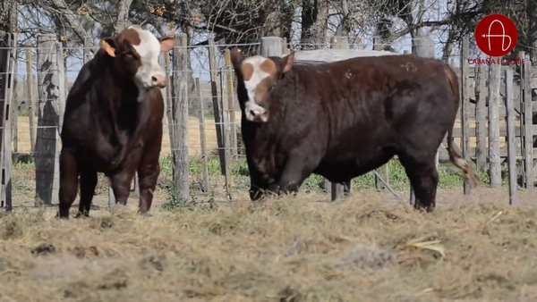 Lote BRAFORD EL ALJIBE