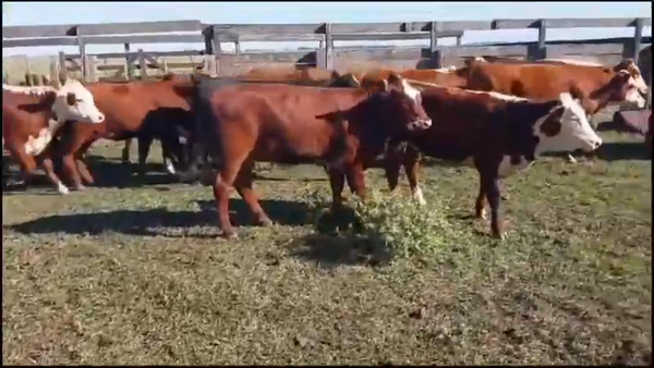 Lote 53 Terneras en Concordia, Entre Ríos