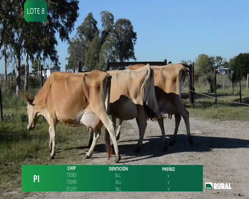 Lote VACAS  EN PRODUCCIÓN