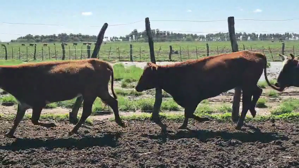 Lote 70 Vacas de invernar
