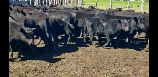 Lote 70 Terneros/as en Entre Ríos, Villaguay