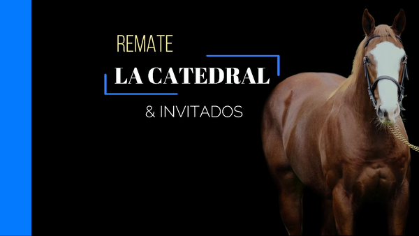 Lote CURIOSA PASSION (CURIOSO JOHAN - PASSION AND GLORY)