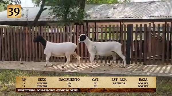 Lote LOTE 39