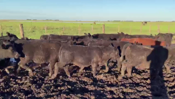 Lote 70 TERNS. MACHOS, OLAVARRIA, PCIA. DE BS. AS.