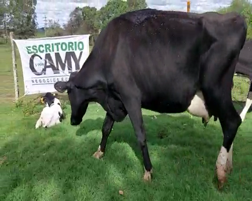 Lote 2 Vaca HOLANDO 500kg - , San José