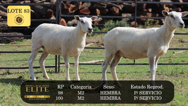 Lote LOTE 83