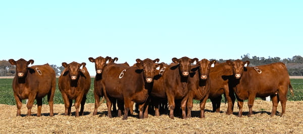 Lote VAQUILLONA ANGUS PC PRIMAVERA