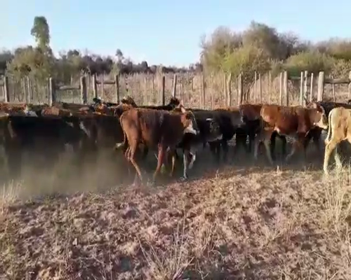 Lote 132 Terneros/as en Tintina, Santiago del Estero