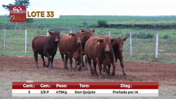 Lote Reproductores de Alborada - Lote 33