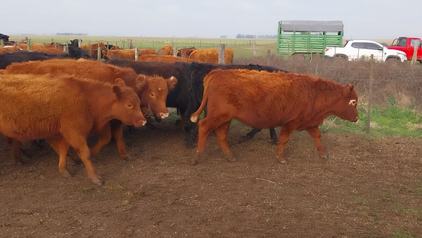 Lote 70 Terneros en Arboledas