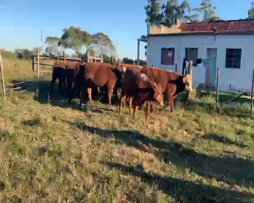 Lote TERNEROS Y TERNERAS