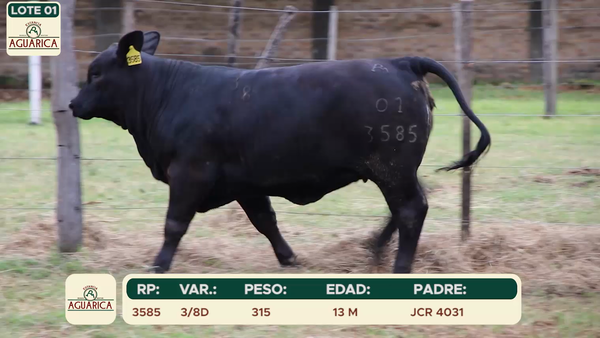 Lote LOTE 1
