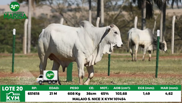 Lote Lote 20