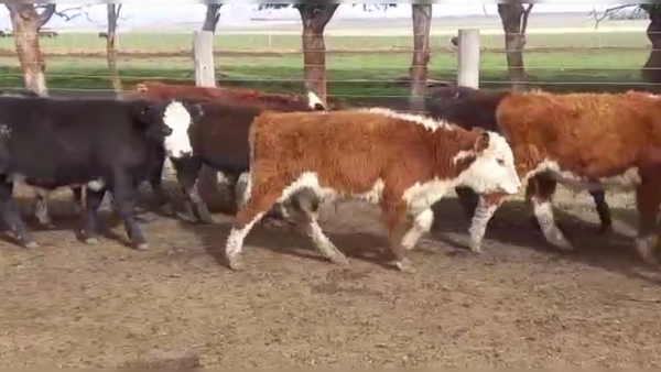 Lote 70 TERNS MACHOS, CNEL. SUAREZ, PCIA. DE BS. AS.