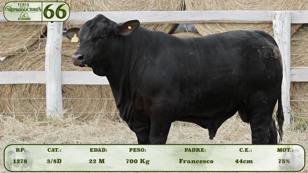 Lote LOTE 66