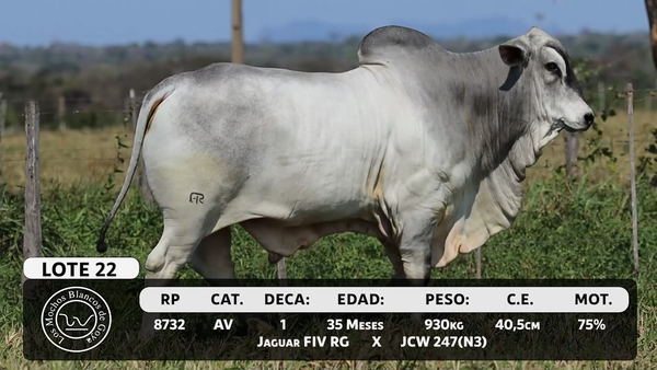 Lote LOTE 22