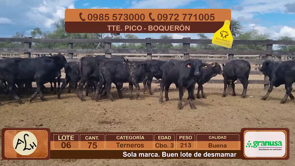Lote Terneros Cbo 3