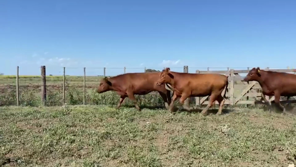 Lote 50 VAQ. PREÑ., CORONEL SUAREZ, PCIA. DE BS. AS.