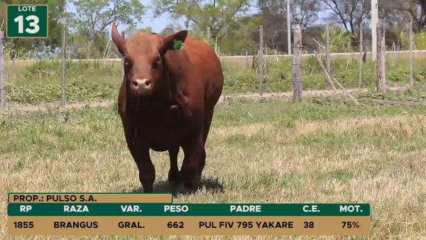 Lote TOROS LOTE 13