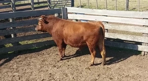 Lote Toros LIMOUSIN 800kg -  en RUTA 53