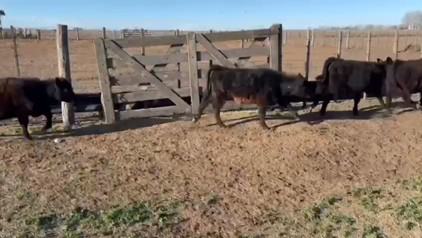 Lote 28 Terneros/as en Tres Lomas, Buenos Aires