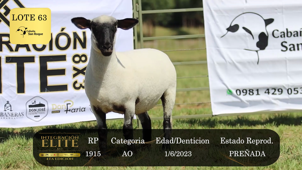 Lote LOTE 63