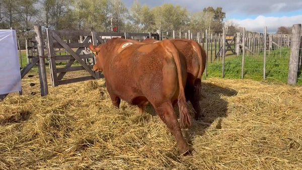 Lote 2 Toros PC