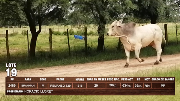 Lote Lote 19