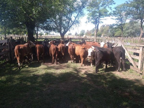 Lote 35 Vaquillonas en Gral. Lamadrid, Buenos Aires