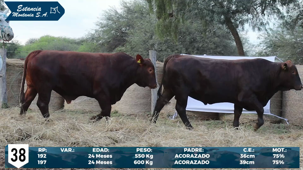 Lote LOTE 38