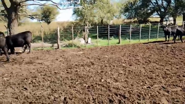 Lote 60 Terneras en Pehuajó